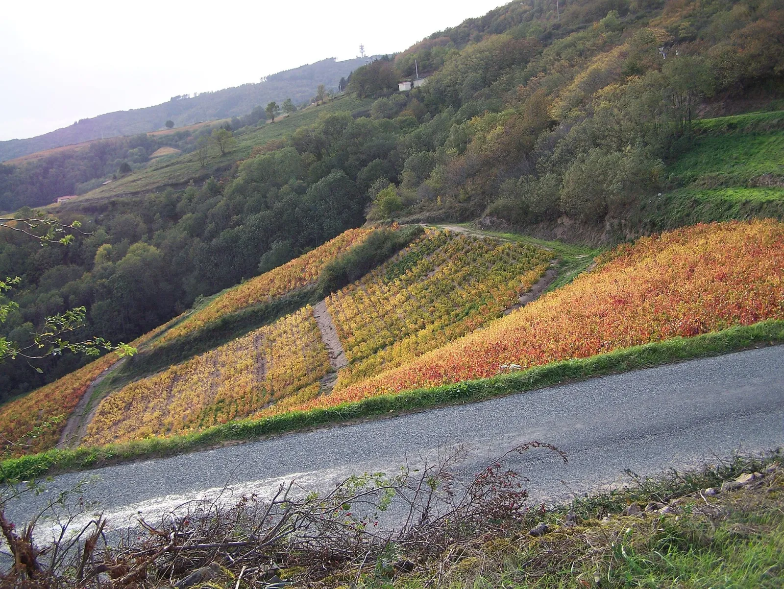 Vignes du Beaujolais aux couleurs de l'automne au-dessus d'Avenas, près d'Émeringes, à la saison du Beaujolais nouveau